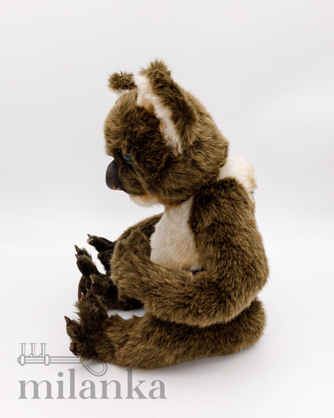 Koala Dandy_831