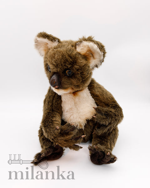 Koala Dandy_831