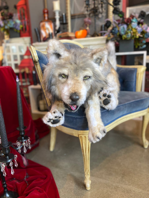 Big Wolf_838
