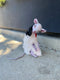 Rat Bobby_667