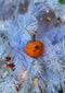 Christmas tangerine_751