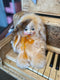 Fur Teddy Doll Dora_256