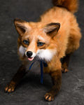Mini Fox Tony_723