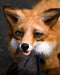 Mini Fox Tony_723