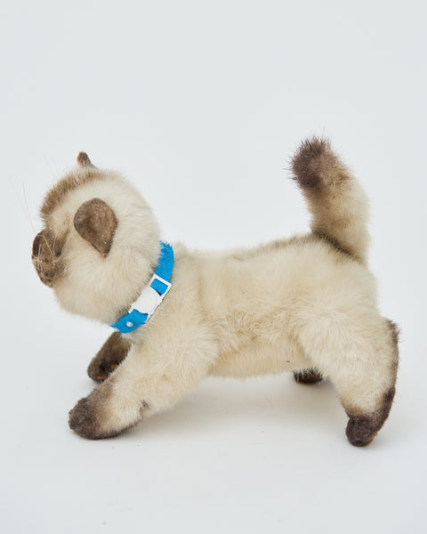 Cat Zeus_833